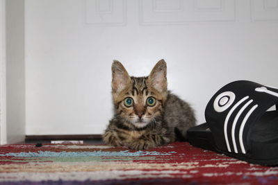 Close-up portrait of cat sitting