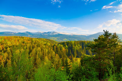 Scenic view of forest against sky