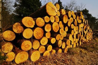 Stack of logs