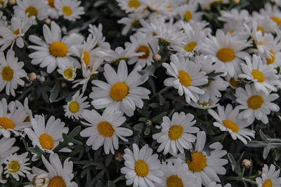 High angle view of daisy flowers