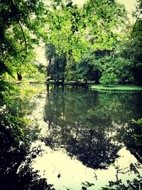 Scenic view of lake amidst trees in forest