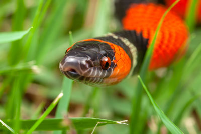 False coral snake oxyrhopus guibei