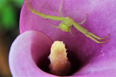Close up of purple flower
