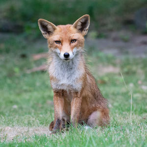 Portrait of rabbit on grass