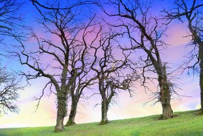 Bare trees on field against sky