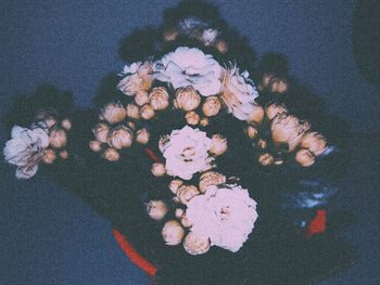 Close-up of flowers against blurred background