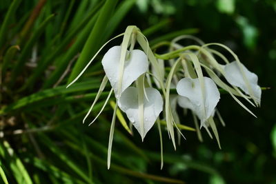 Close-up of white flowering plant