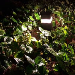 Plants growing at night