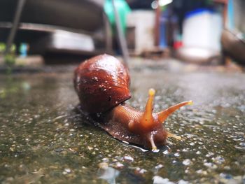 Close-up of snail on wet surface