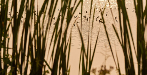 Full frame shot of bamboo trees