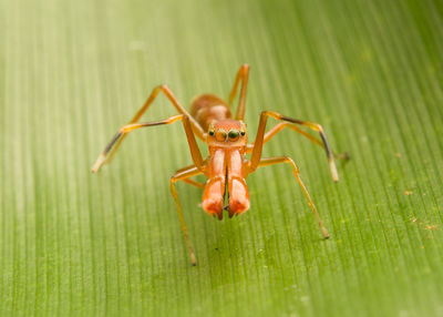 Close-up of insect on leaf