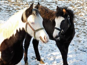 Foals standing in a field