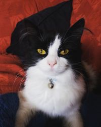 Close-up portrait of cat sitting