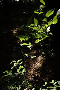 Plants growing in pond