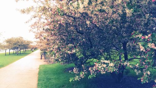 View of cherry blossom in park