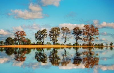 Reflection of trees in calm lake