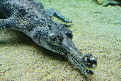View of lizard resting on field