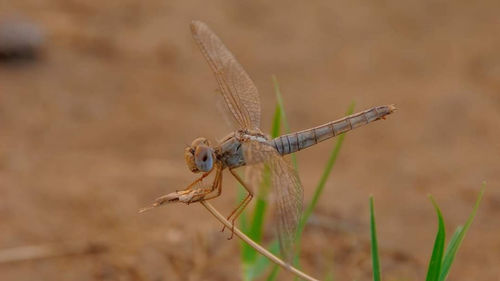 Close-up of dragonfly on plant