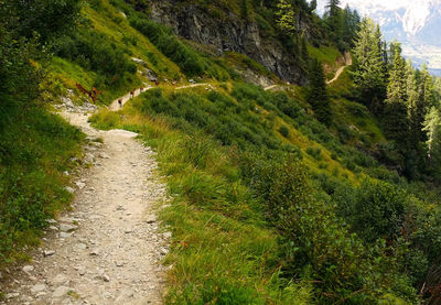 Scenic view of road amidst trees