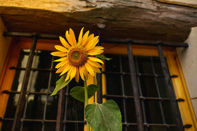 Low angle view of yellow flowering plant on building