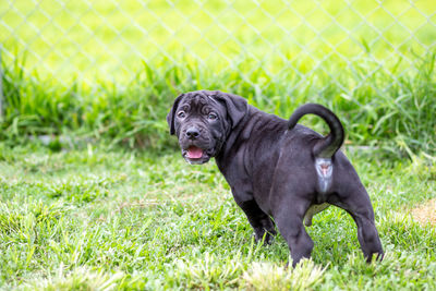 Black dog in a field