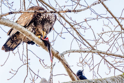 Low angle view of bird perching on tree against sky