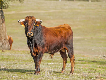 Cow standing on field