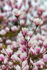 Close-up of pink cherry blossoms