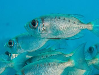 Close-up of fish underwater
