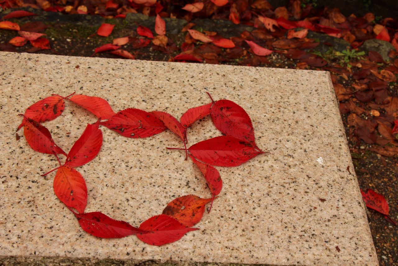 red, high angle view, autumn, leaf, directly above, close-up, still life, no people, change, orange color, day, textured, outdoors, fallen, nature, ground, wall - building feature, dry, flower, elevated view