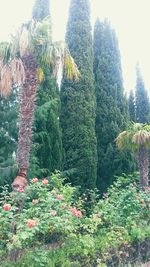 Plants and trees against sky