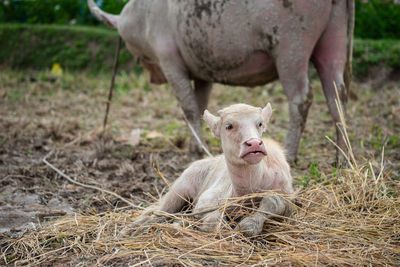 A small white buffalo sat on a straw. the background is a buffalo mother standing not far away.