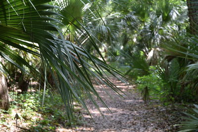 Plants growing in park