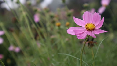 Close-up of pink cosmos flower