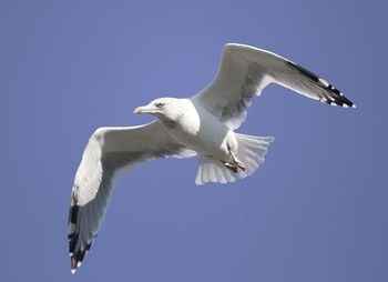 Low angle view of seagull flying in sky