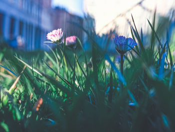 Close-up of purple crocus flowers on field