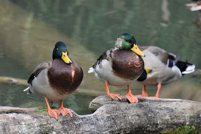 Close-up of birds perching on a lake