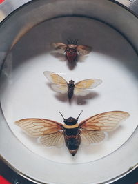 High angle view of insect in plate