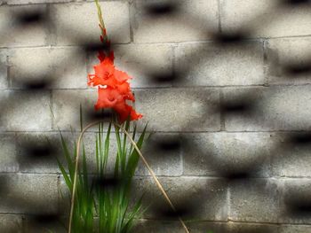 Close-up of red flowers