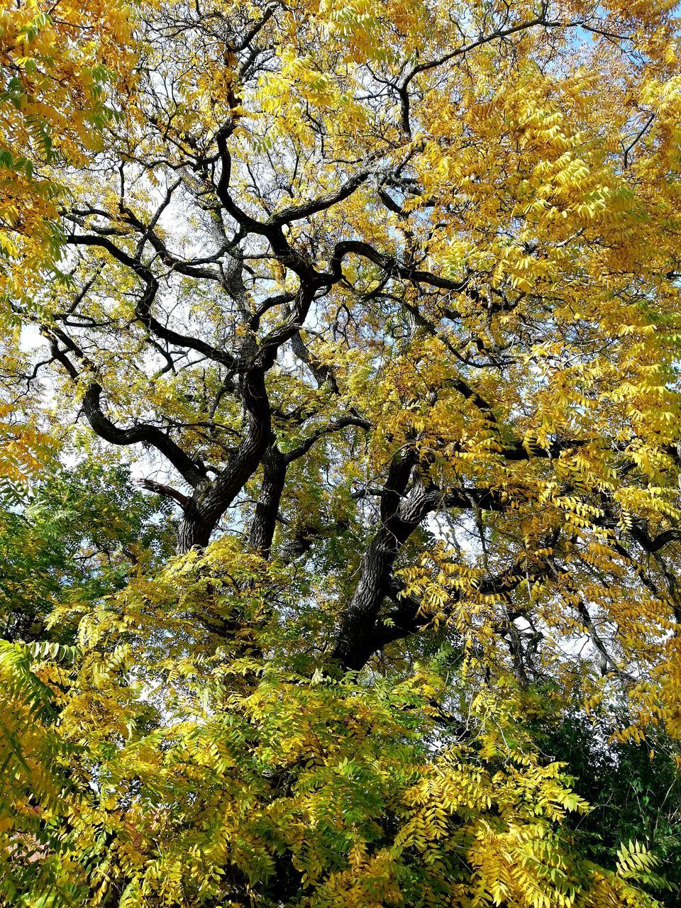 LOW ANGLE VIEW OF AUTUMN TREE AGAINST SKY