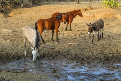 Horses standing in the ground