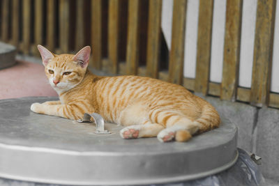 Portrait of a cat resting