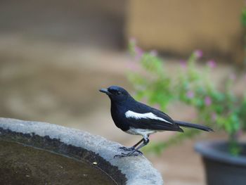 Close-up of bird perching on snow