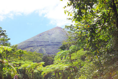 Low angle view of trees on mountain against sky