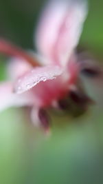 Close-up of wet pink flower