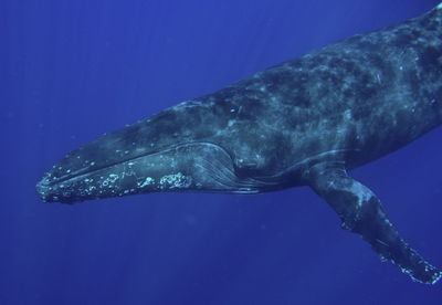 Snorkeling with a humpback whale at vava'u, tonga