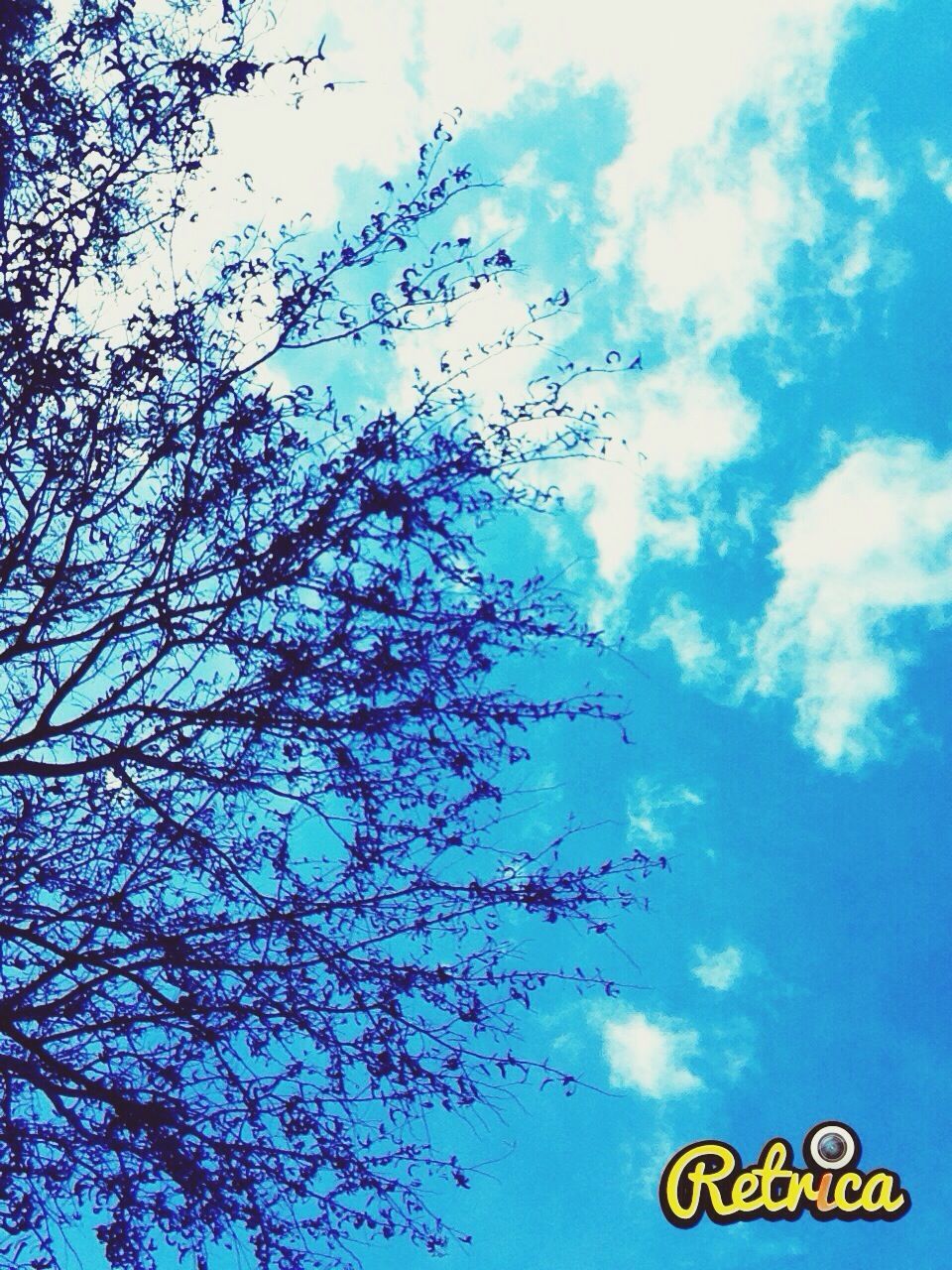 low angle view, text, western script, tree, communication, sky, blue, cloud - sky, branch, nature, growth, day, sign, information sign, tranquility, no people, outdoors, information, cloud, beauty in nature