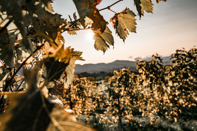 Close-up of leaves on tree against sky