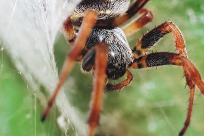 Close-up of spider