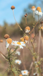 Close-up of flowering plant